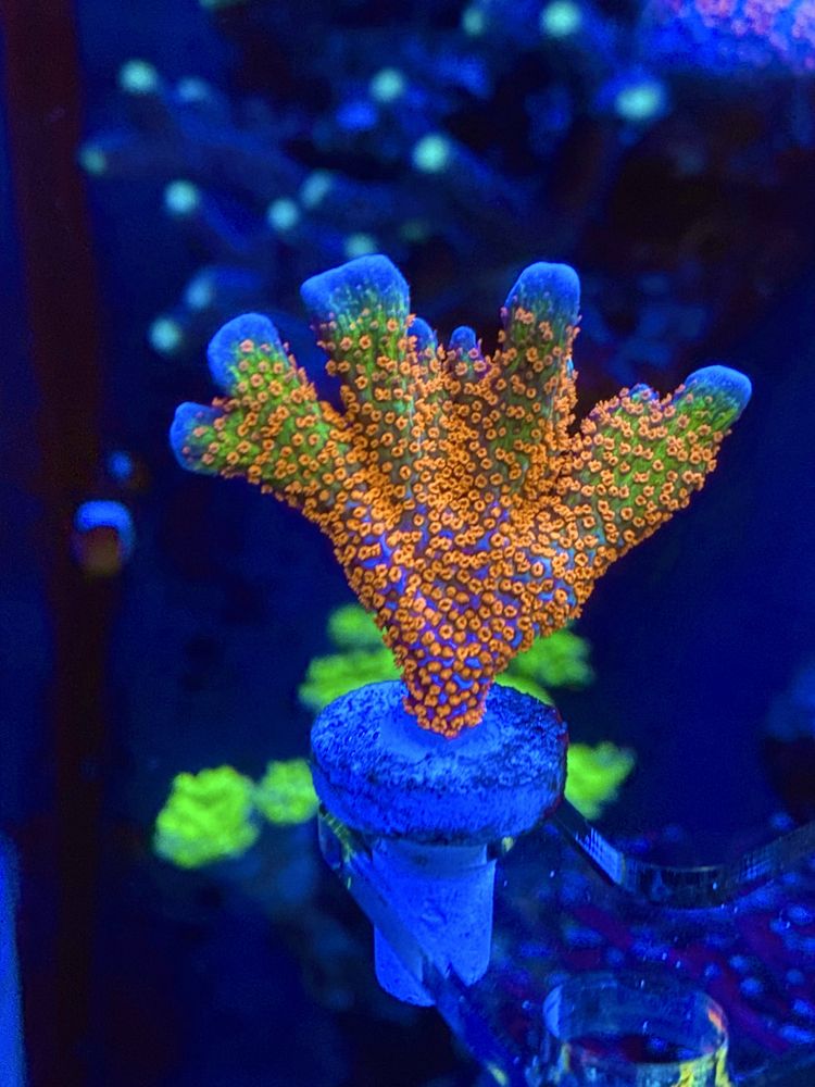 Морские кораллы морской аквариум