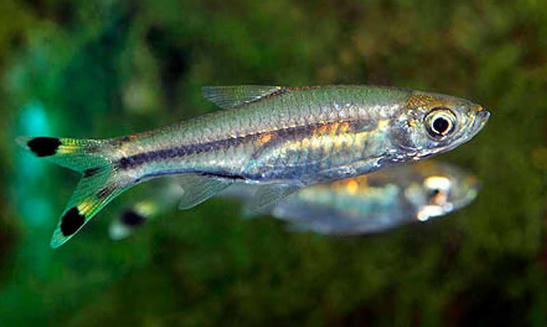 Razbora szklista- Rasbora trilineata - dowóz, wysyłka