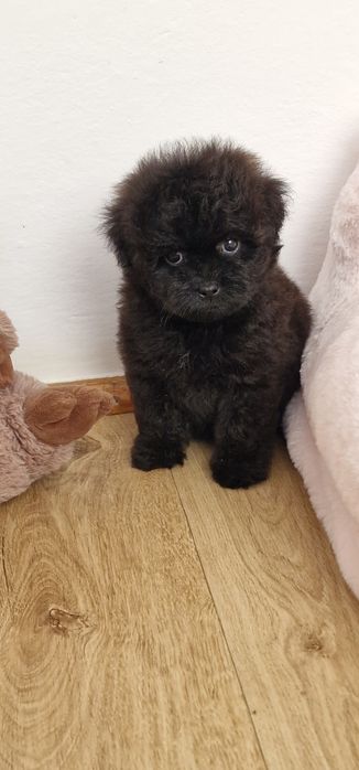 Pomapoo,  suczka