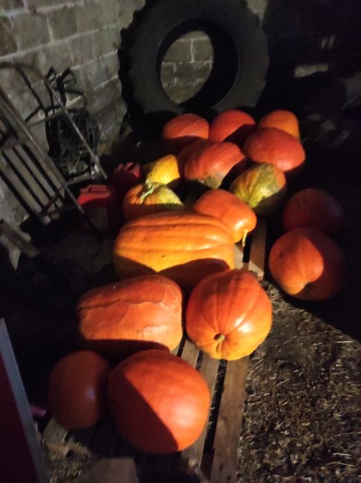 Sprzedam dynie ekologiczne