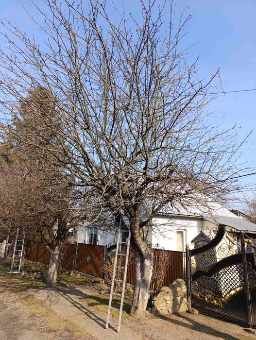 Чистка Участков Обрезка Деревьев Черновцы