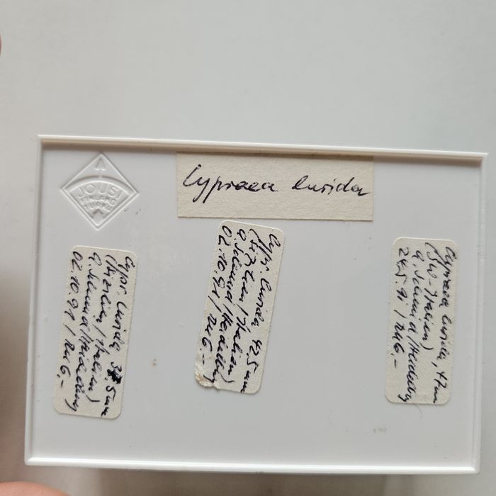 Muszle morskie cypraea lurida 3 sztuki