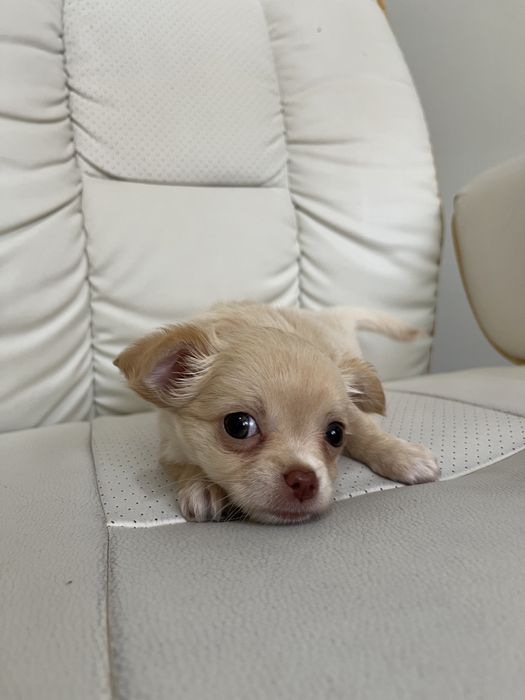 Продаються цуценята Чихуахуа