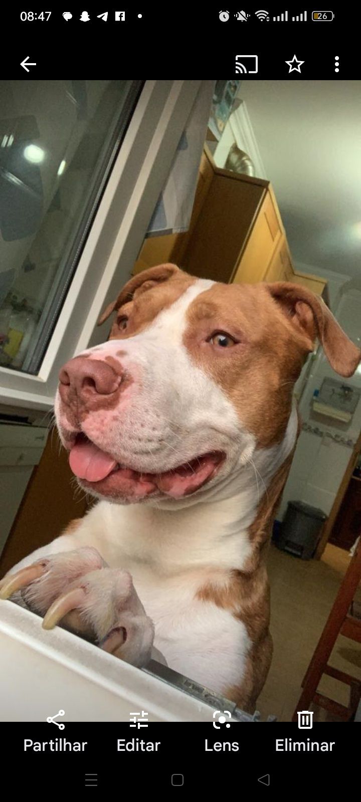 Dá se pitbull com 4 anos