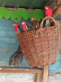 Папуги червоної розели
