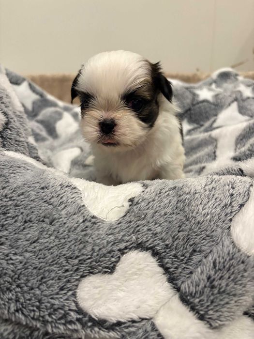 Szczeniak Shih Tzu – urocza sunia- REZERWACJA