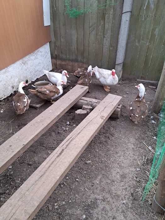 Продам индоуток, утака, инкубационные яйца