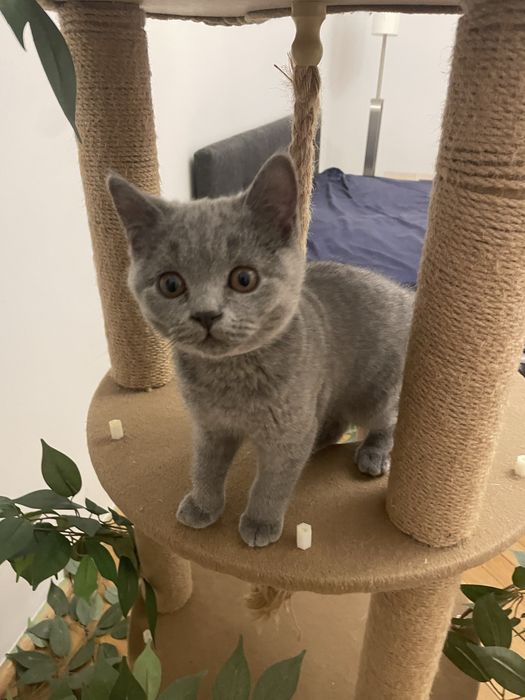 Kotka brytyjska niebieska krótkowłosa z rodowodem z hodowli