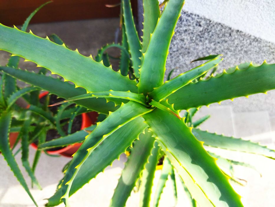 aloes drzewiasty leczniczy samo zdrowie dekoracja