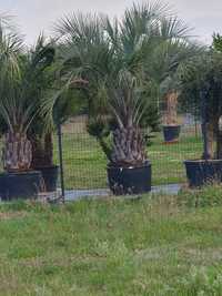 Palma mrozoodporna, palma , Butia capitata