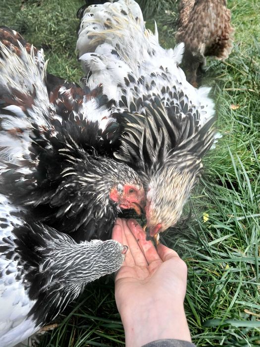 Koguty mix brahma i barnevelder