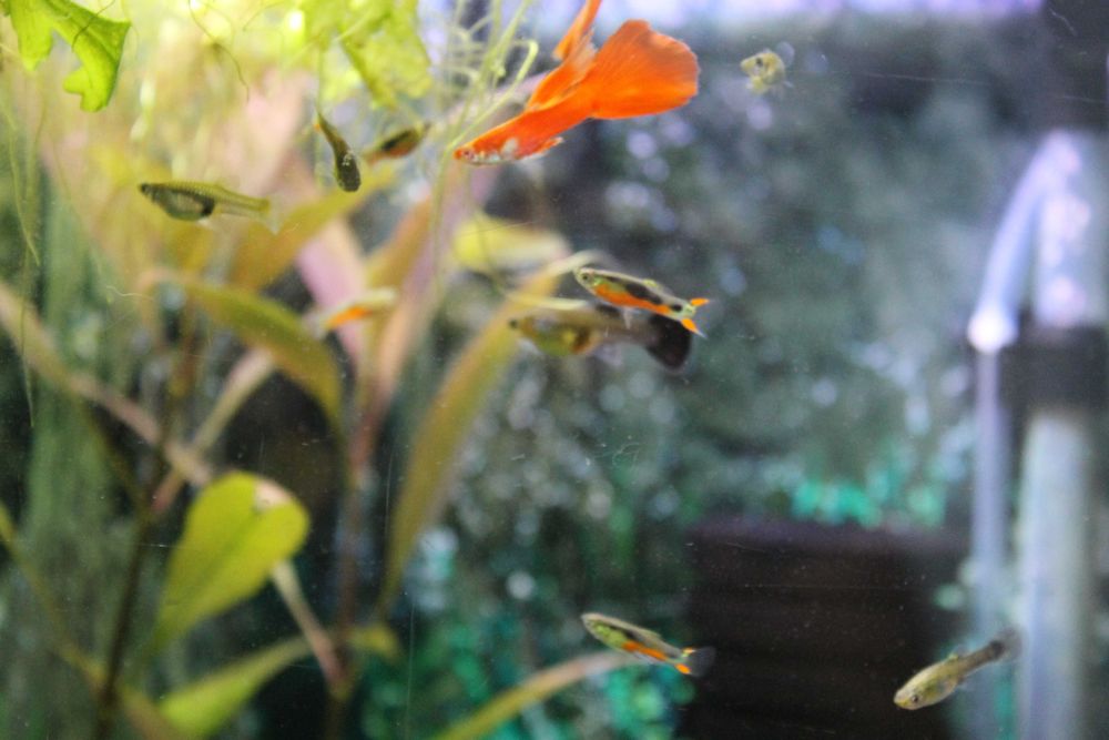 Młode gupiki endlera