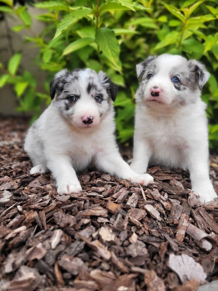 Border Collie Śliczny Szczeniak