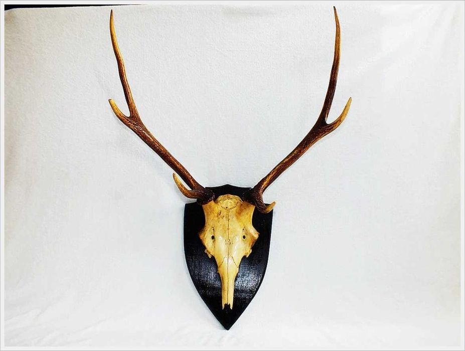 Duże poroże jelenia z czaszą na desce PRL z lat 80' Retro