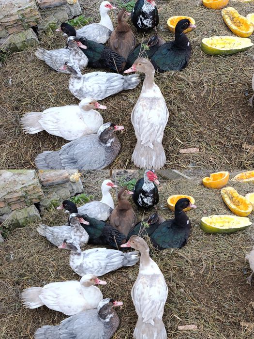 Качки шипуни, молодь