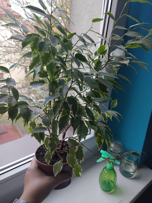 Фікус Кінкі 50 см з горщіком