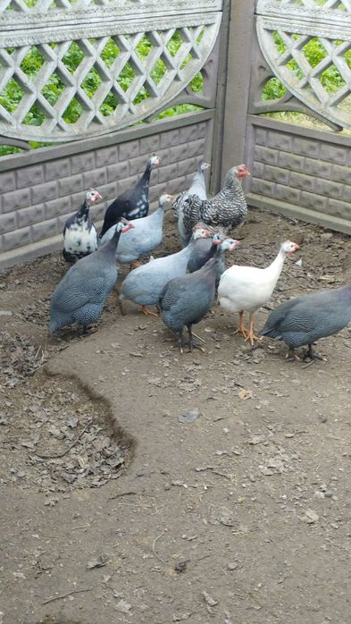 Młode perliki zmienią dom