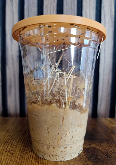 Не літаюча дрозофіла хідея, мошка, плодова муха. мелангастер