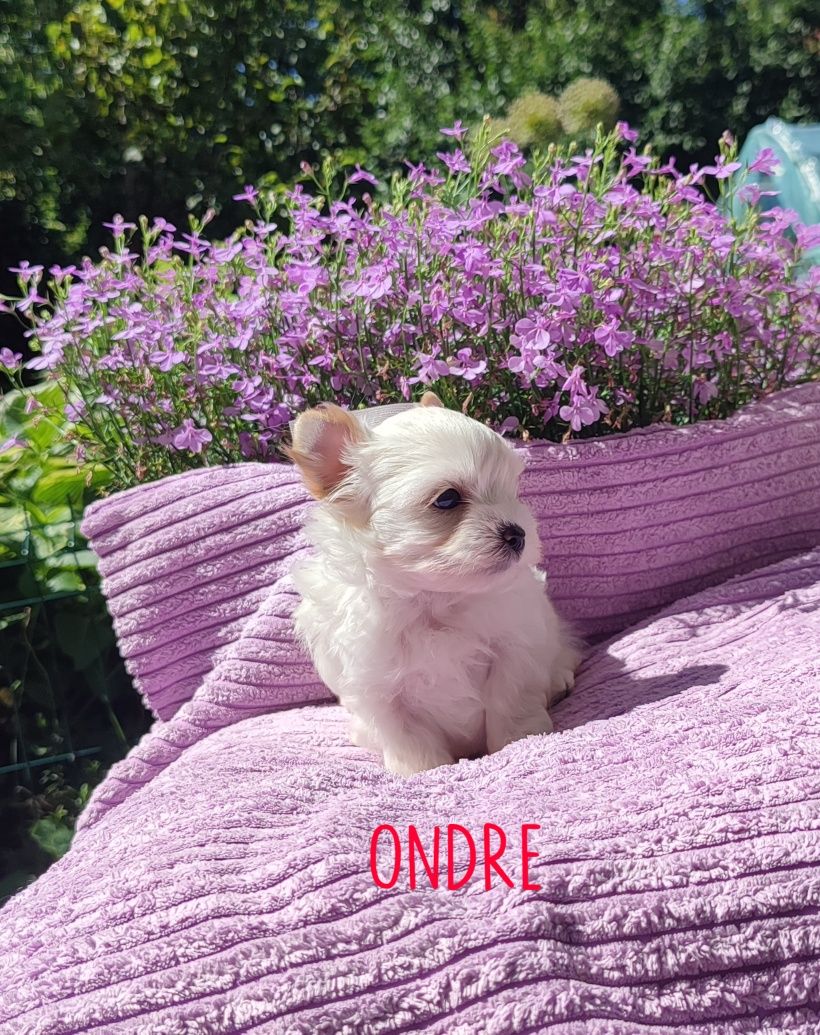 Golddust Yorkshire Terrier, mini York