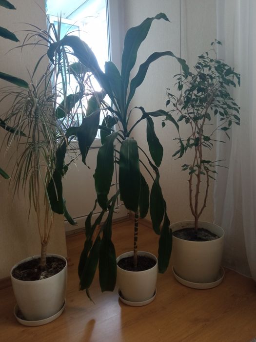 Продам гарні квіти 200грн за одну.