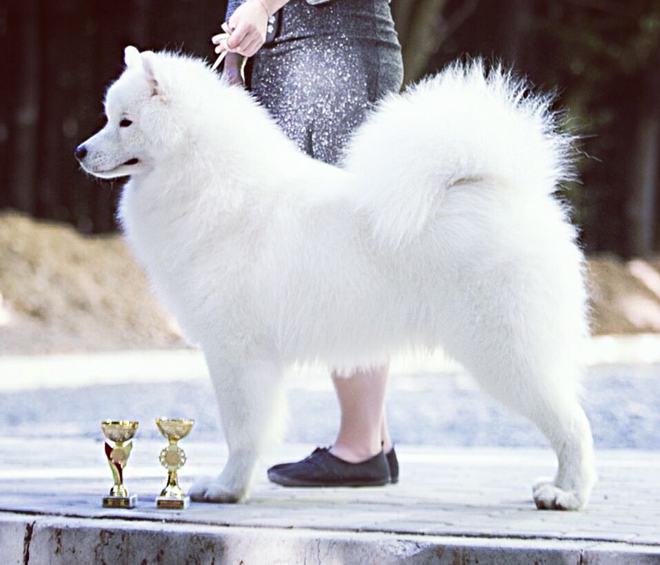 Вязка Samoyed