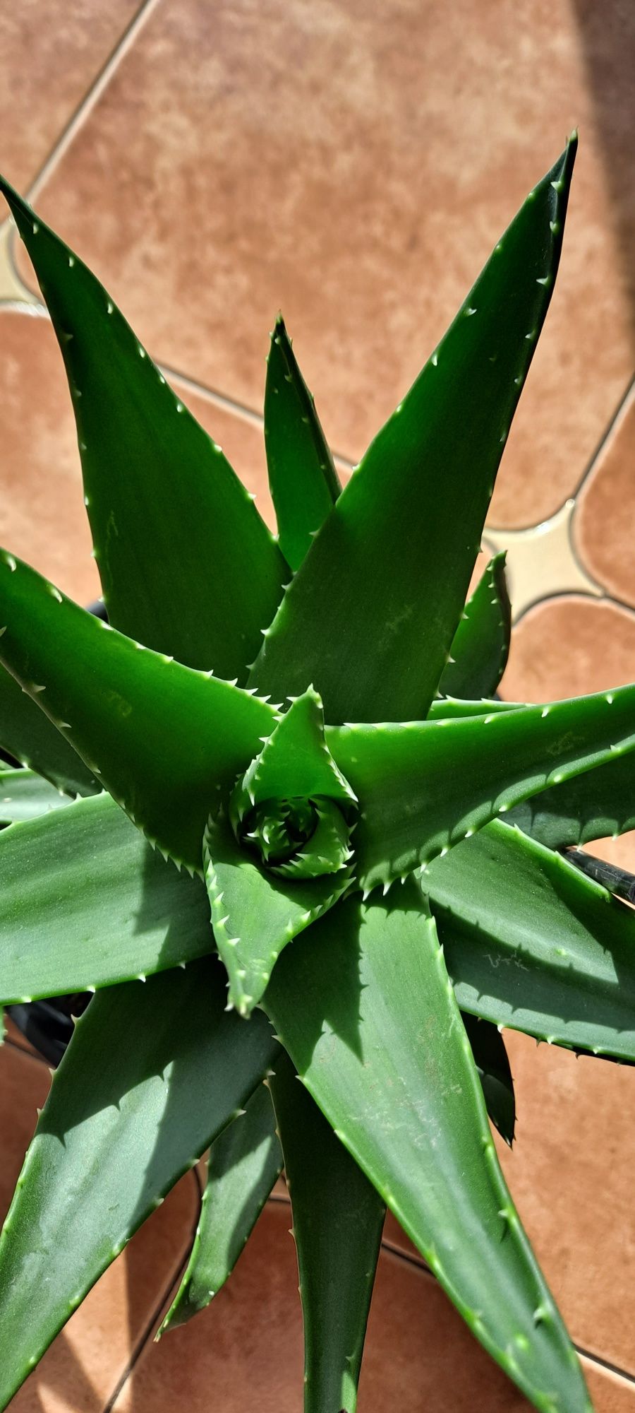 Aloes aloe vera sukulent roślina lecznicza