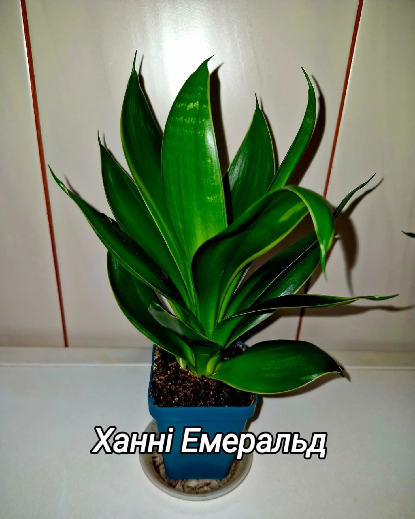 Сансевієрія різних сортів