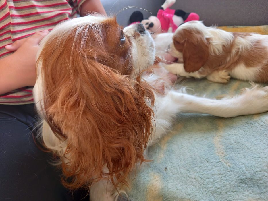 Cavalier piesek ostatni