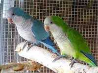 Шикарные попугаи монах (квакер, калита)