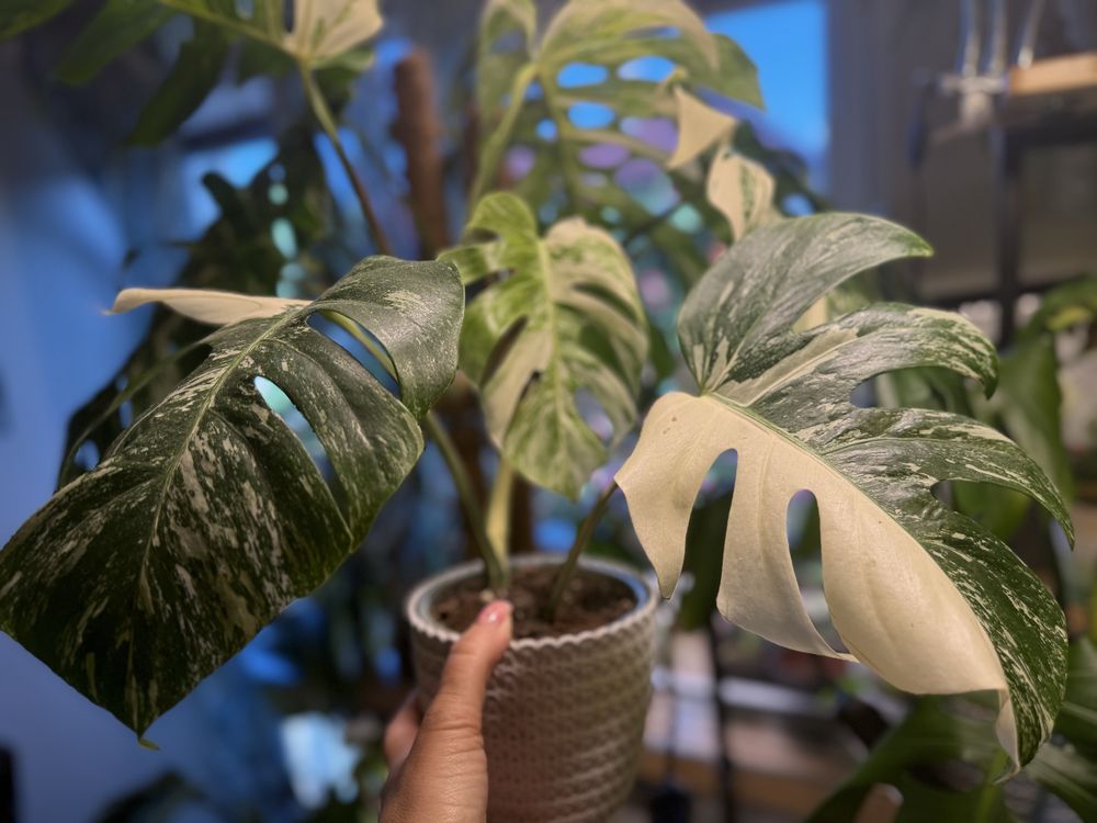 Monstera variegata 'Half Moon'