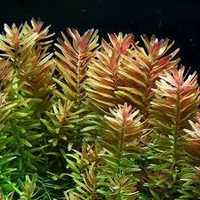 Rotala Rotundifolia