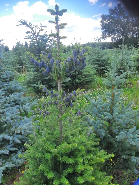 Jodła Kalifornijska, Koreańska, Fraseri,kałukaska wys.od 100cm -250cm,