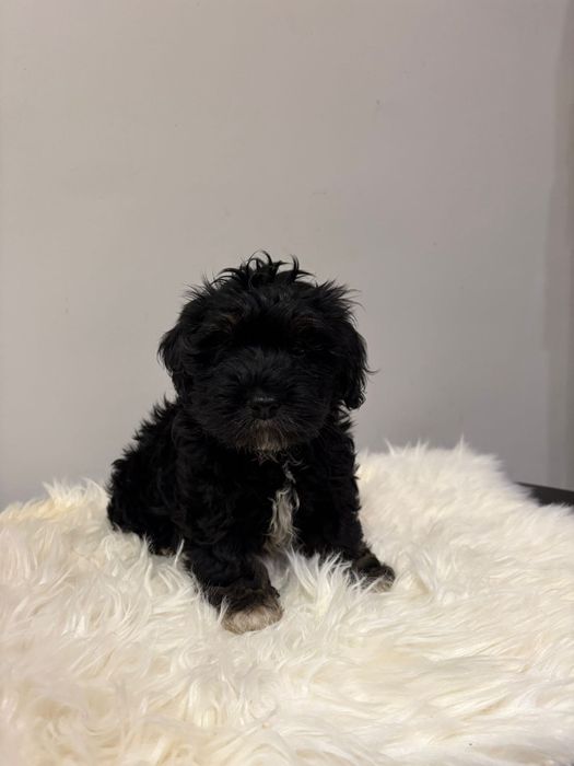 Piękny piesek-Ziomek