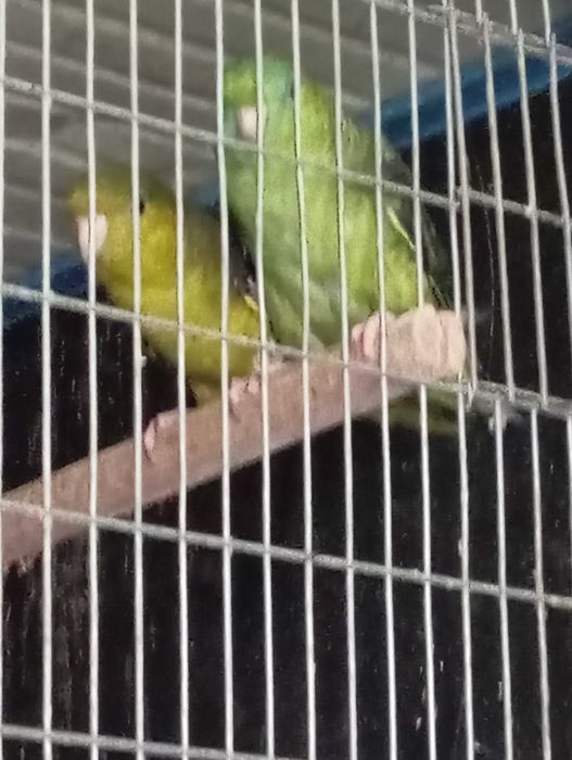 Casal de Catarinas verdes