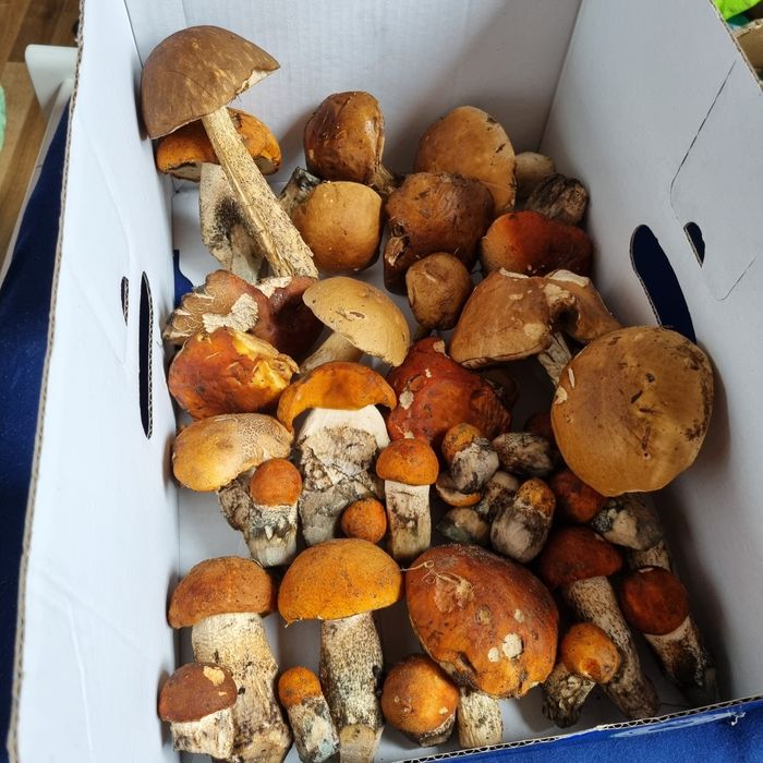 Grzyby świeże ok 2 kg