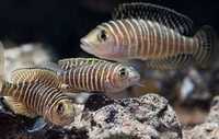 Muszlowiec Similis - Neolamprologus similis