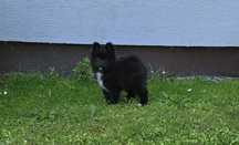 Pomeranian boo aktualne