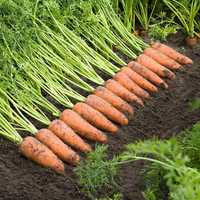 КАСКАД F1 / CASCADE F1 - Семена Морква / насіння моркви 1.000.000шт.
