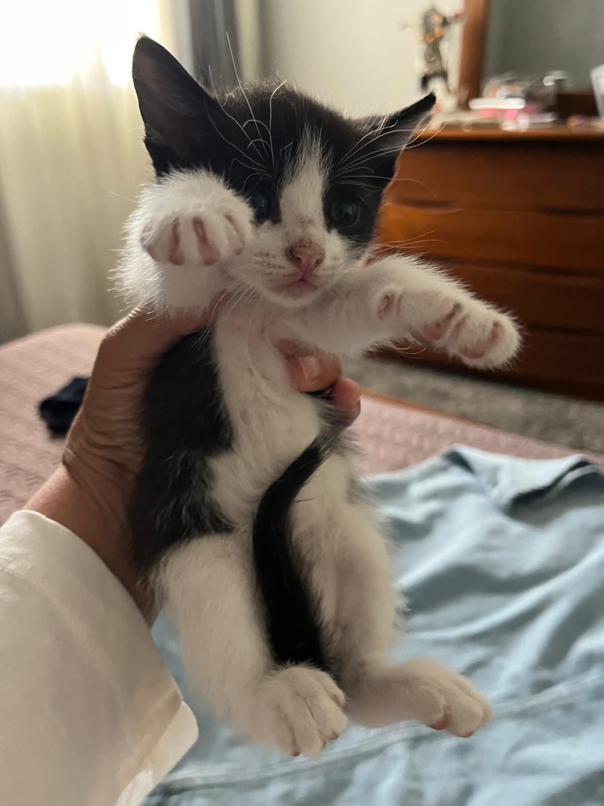 Gatos meigos para dar