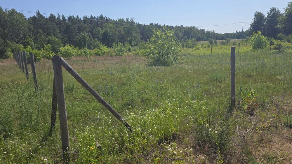 BOLĘCIN kolo Płonska . Działka rekrecyjno-budowlana 1500m2.