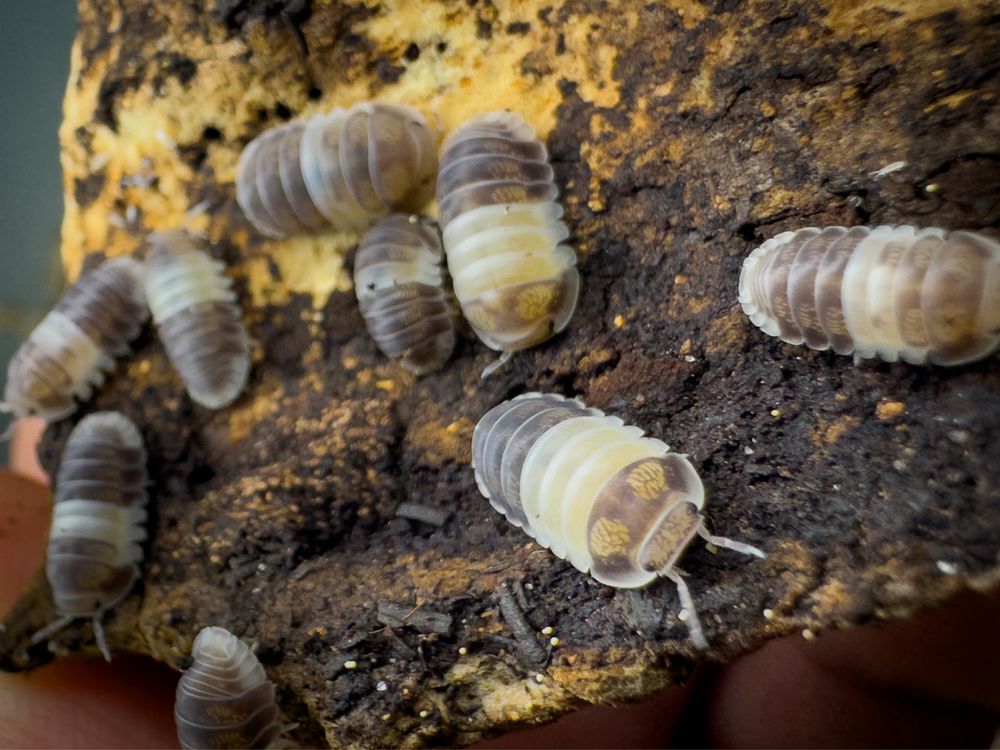 Izopody Cubaris sp. “Panda King” 12szt. - ekipa sprzątająca