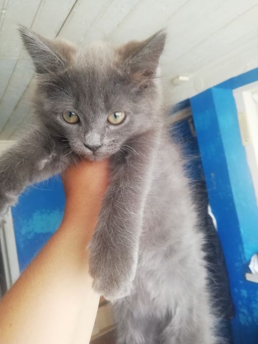 Кішечка в добрі руки