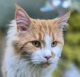 Kotka Maine Coon