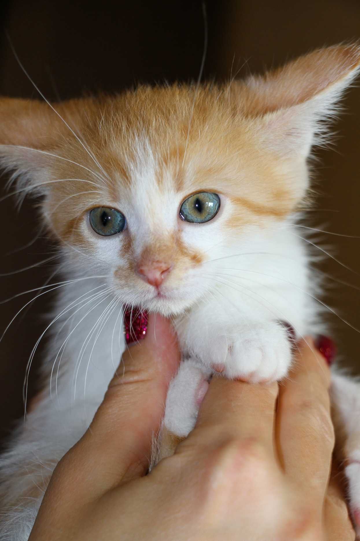 Кошеня, маленький котик, янголятко Абрикос (2 міс.) додому!!!