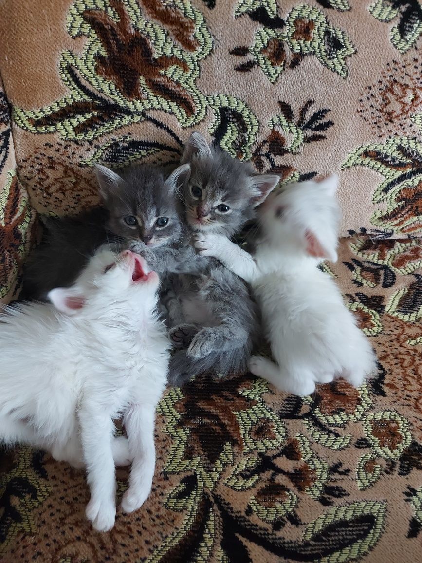 віддам в добрі руки