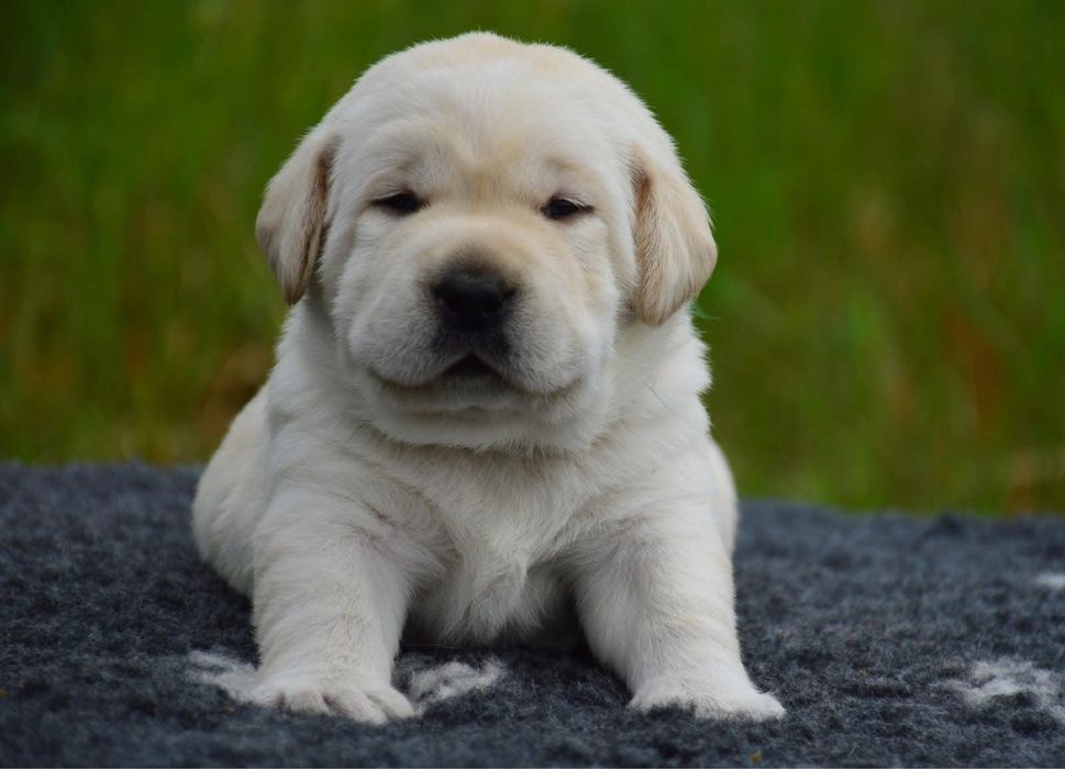 Цуценята для тих хто обирає якість! Лабрадор ретривер