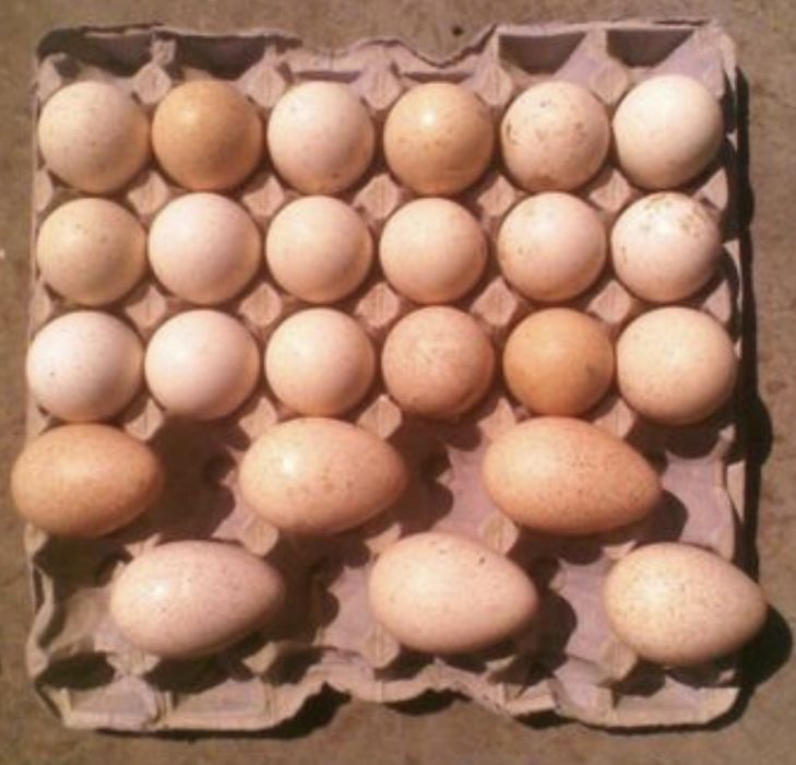 Інкубаційні яйця індиків