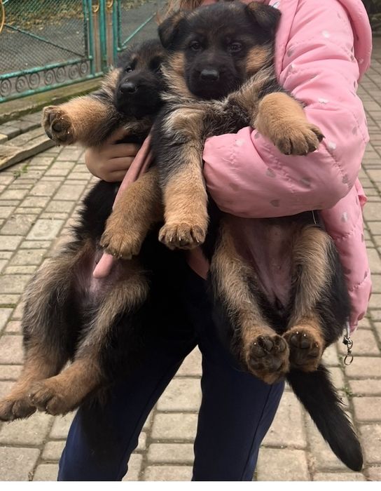 Продаються цуценята німецької вівчарки