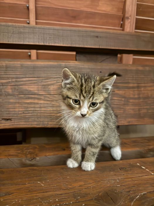 Oddam kotki za darmo