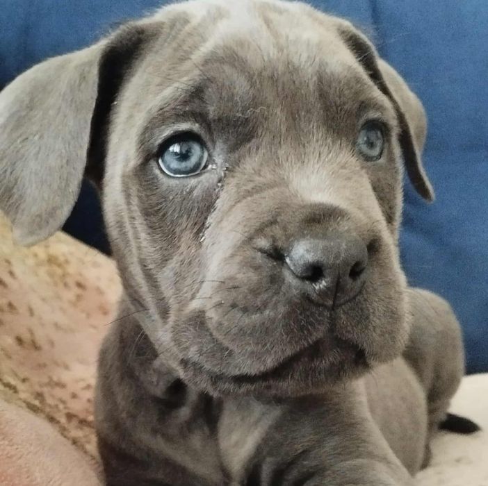 Cane Corso Italiano